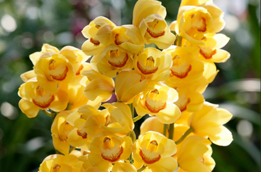 純(ｼﾞｭﾝ) 植物ピ