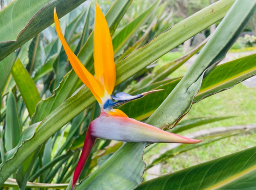 純(ｼﾞｭﾝ) 植物ピ