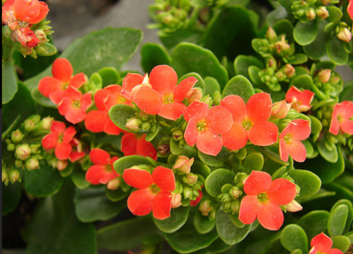 純(ｼﾞｭﾝ) 植物ピ