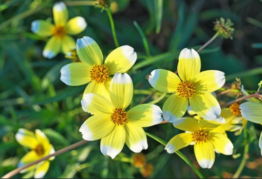 純(ｼﾞｭﾝ) 植物ピ