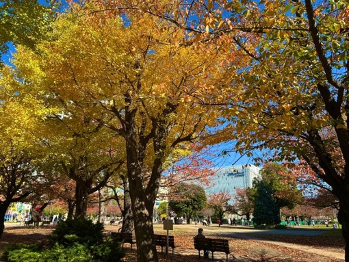 尚斗(ﾅｵﾄ) 紅葉