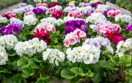 純(ｼﾞｭﾝ) 植物ピ