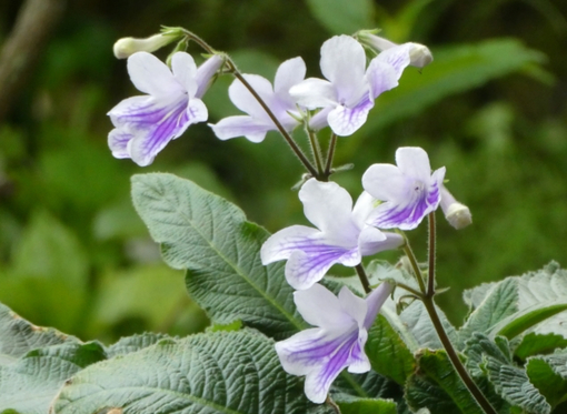 純(ｼﾞｭﾝ) 植物ピ