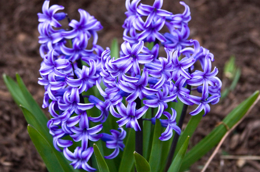 純(ｼﾞｭﾝ) 植物ピ