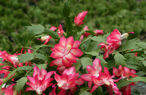 純(ｼﾞｭﾝ) 植物ピ