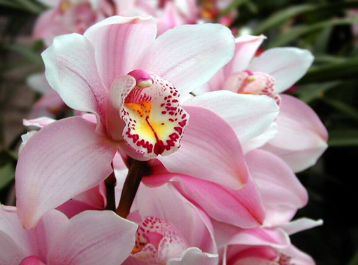 純(ｼﾞｭﾝ) 植物ピ