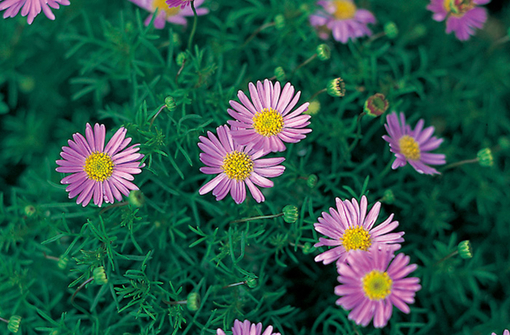 純(ｼﾞｭﾝ) 植物ピ