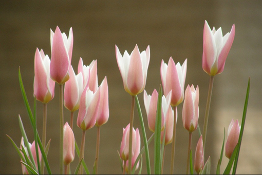 純(ｼﾞｭﾝ) 植物ピ