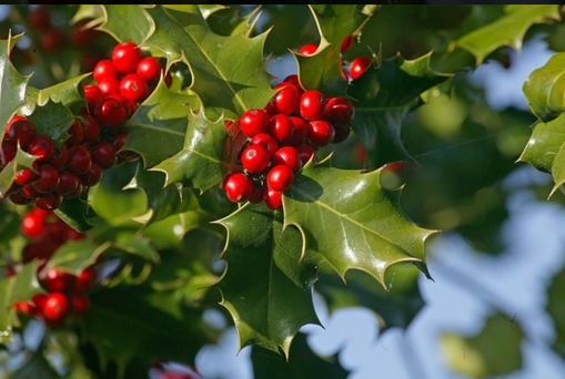純(ｼﾞｭﾝ) 植物ピ