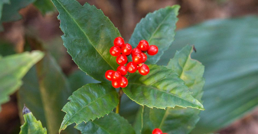 純(ｼﾞｭﾝ) 植物ピ