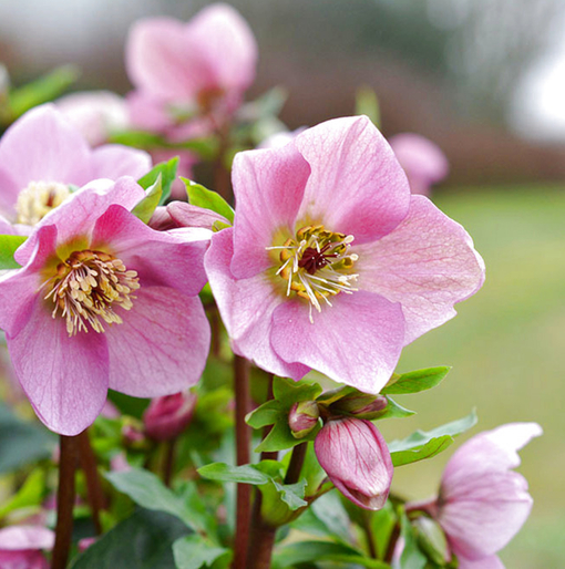 純(ｼﾞｭﾝ) 植物ピ