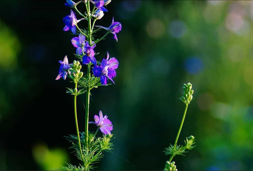 純(ｼﾞｭﾝ) 植物ピ