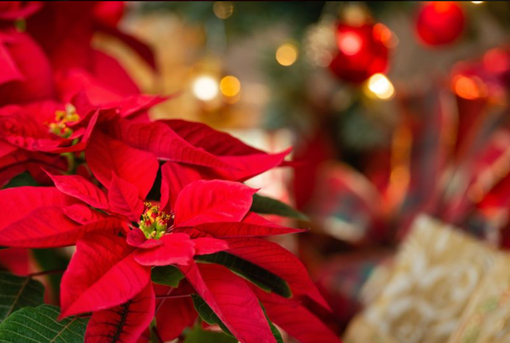 純(ｼﾞｭﾝ) 植物ピ