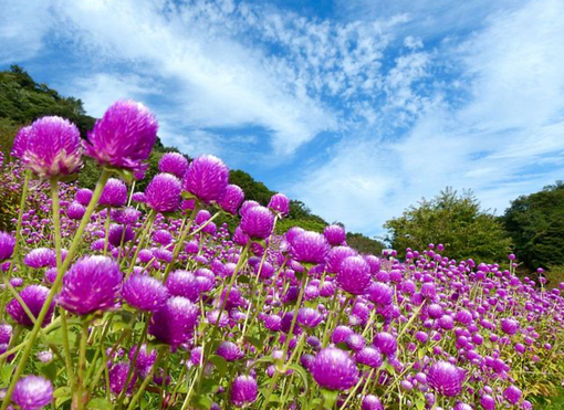 純(ｼﾞｭﾝ) 植物ピ