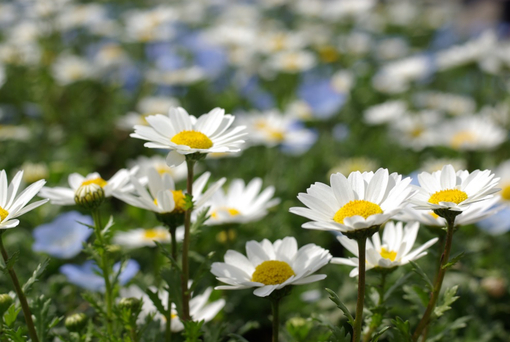 純(ｼﾞｭﾝ) 植物ピ