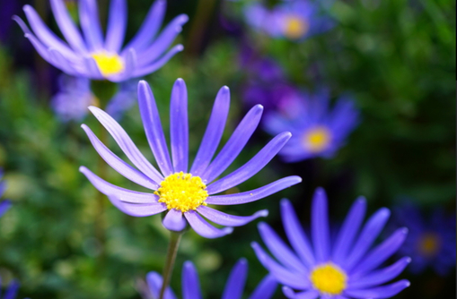 純(ｼﾞｭﾝ) 植物ピ