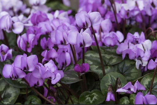 純(ｼﾞｭﾝ) 植物ピ