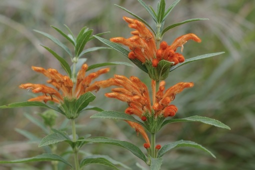 純(ｼﾞｭﾝ) 植物ピ
