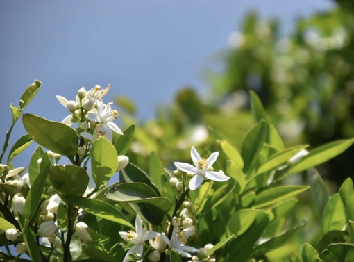 純(ｼﾞｭﾝ) 植物ピ