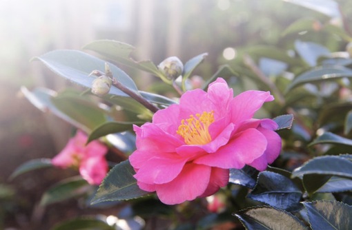 純(ｼﾞｭﾝ) 植物ピ