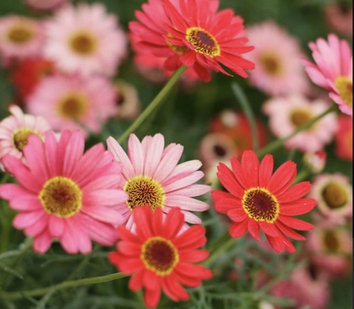 純(ｼﾞｭﾝ) 植物ピ