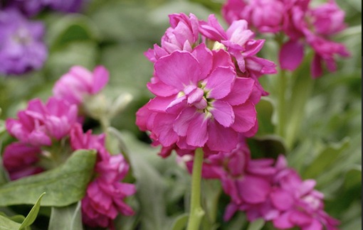 純(ｼﾞｭﾝ) 植物ピ