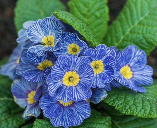 純(ｼﾞｭﾝ) 植物ピ