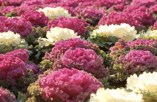 純(ｼﾞｭﾝ) 植物ピ