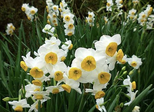 純(ｼﾞｭﾝ) 植物ピ