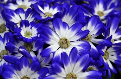 純(ｼﾞｭﾝ) 植物ピ