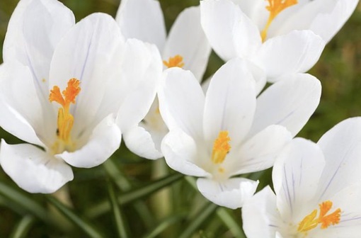 純(ｼﾞｭﾝ) 植物ピ