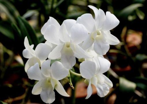 純(ｼﾞｭﾝ) 植物ピ