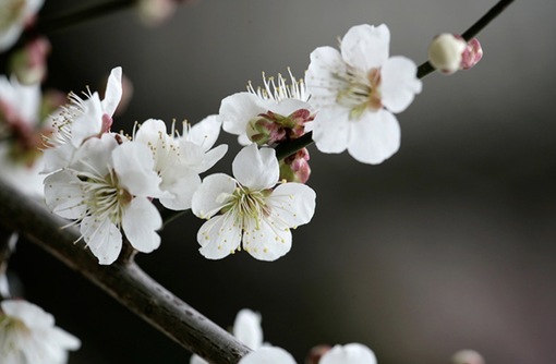 純(ｼﾞｭﾝ) 植物ピ
