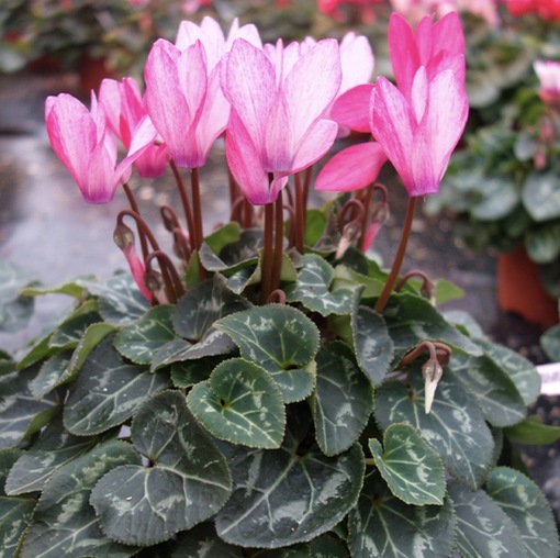 純(ｼﾞｭﾝ) 植物ピ