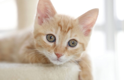 圭(ｹｲ) キャッチフレーズを変えたい