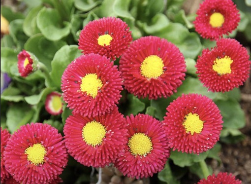 純(ｼﾞｭﾝ) 植物ピ