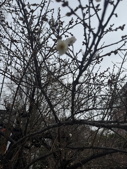 朋樹(ﾄﾓｷ) 梅もほころぶ睦月