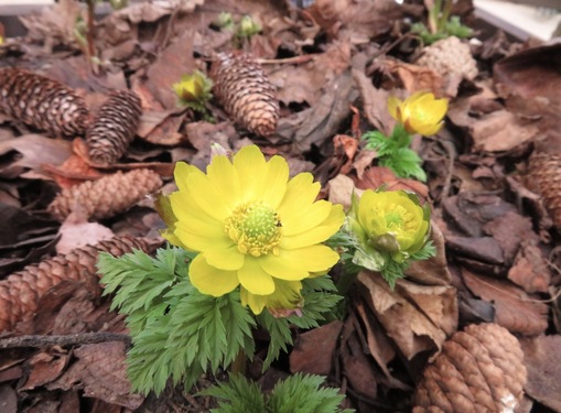 純(ｼﾞｭﾝ) 植物ピ