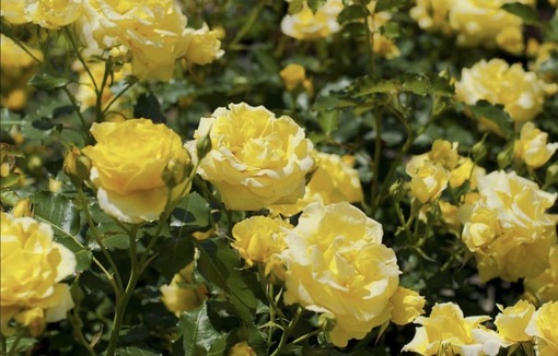 純(ｼﾞｭﾝ) 植物ピ