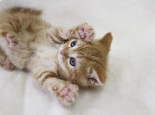 圭(ｹｲ) 理想のデート