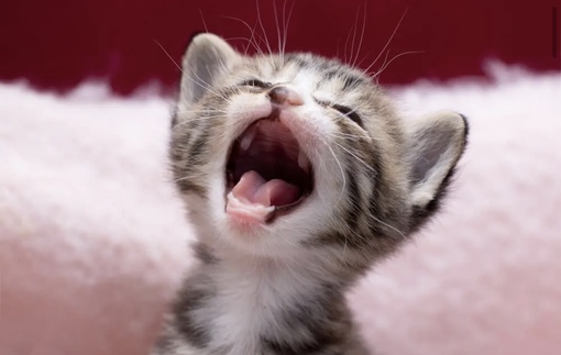 圭(ｹｲ) 眠いのについつい