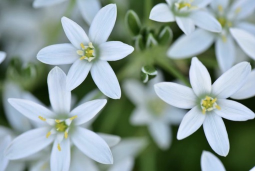 純(ｼﾞｭﾝ) 植物ピ