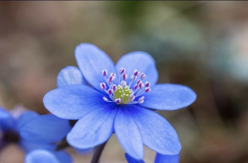 純(ｼﾞｭﾝ) 植物ピ