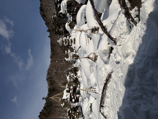 真治(ｼﾝｼﾞ) 1/20(火)〜2/1(日)の出勤スケジュールです。