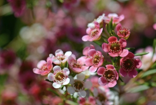 純(ｼﾞｭﾝ) 植物ピ