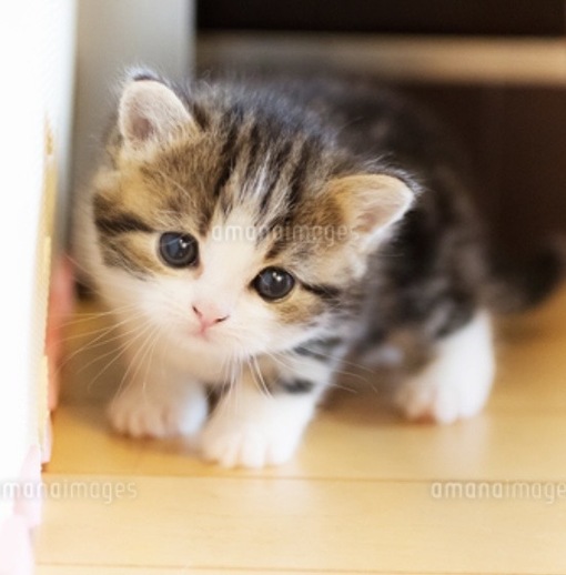 圭(ｹｲ) 良客ぶってしまう