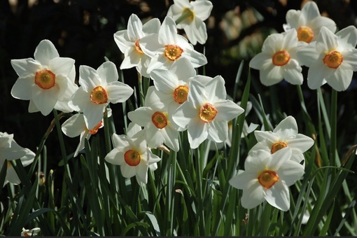 純(ｼﾞｭﾝ) 植物ピ