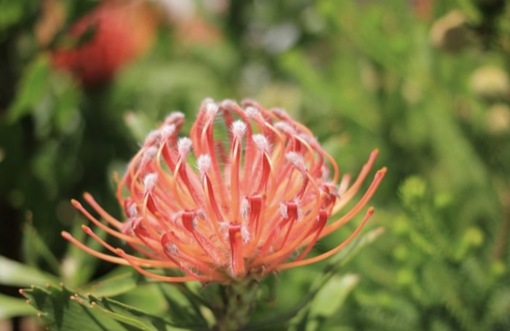 純(ｼﾞｭﾝ) 植物ピ