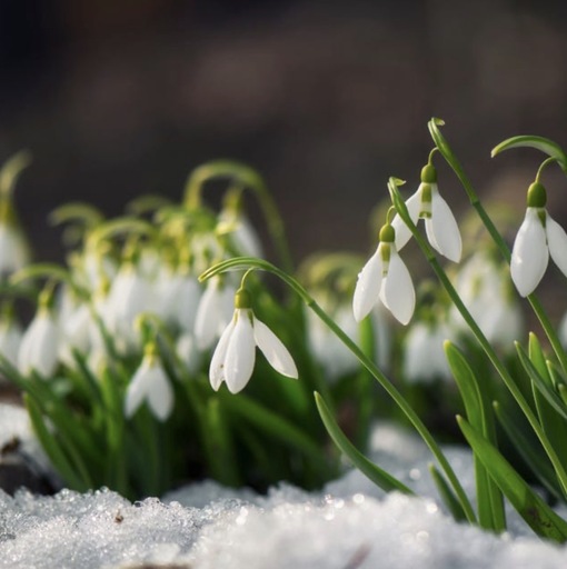 純(ｼﾞｭﾝ) 植物ピ