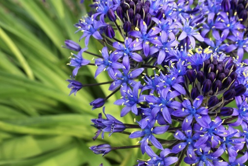 純(ｼﾞｭﾝ) 植物ピ